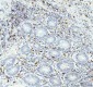 Anti-CD74 Rabbit Monoclonal Antibody